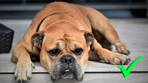 Banner Hundesteuer-Anmeldung - Niedersachsen